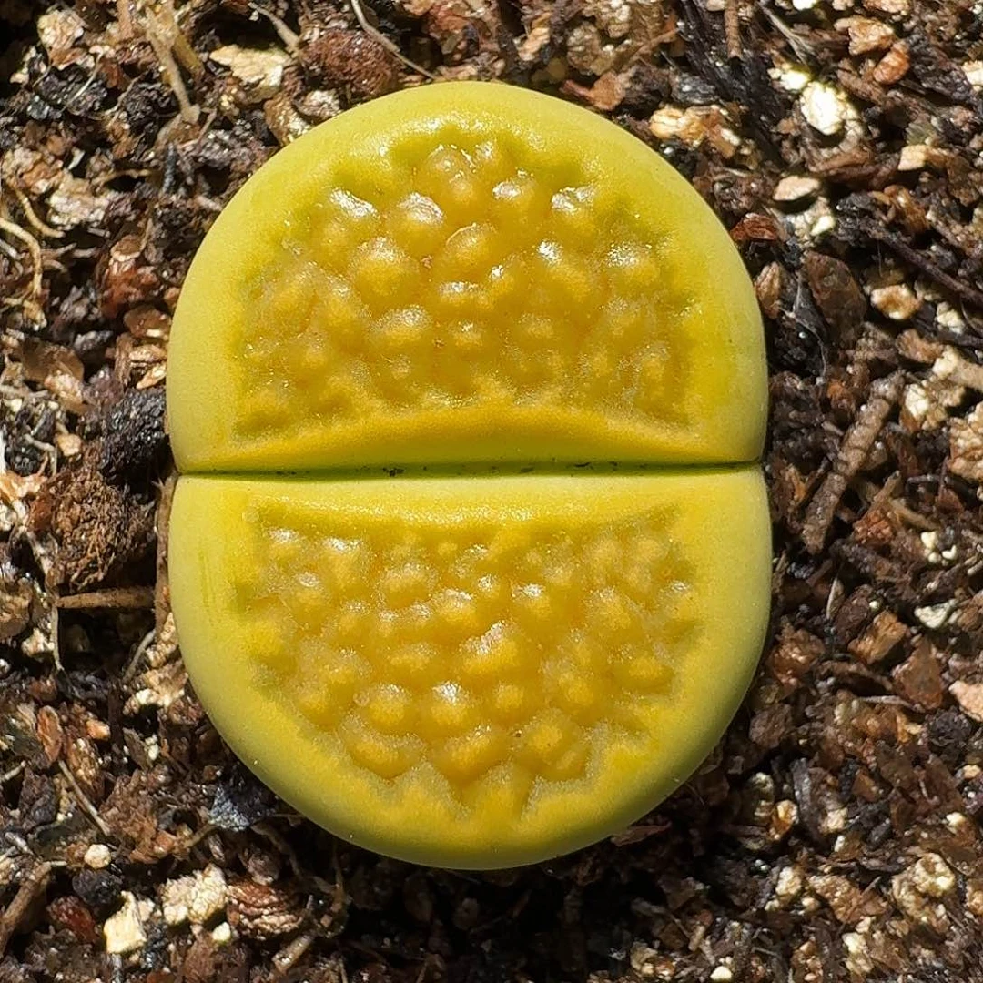 生石花等111111111。   129