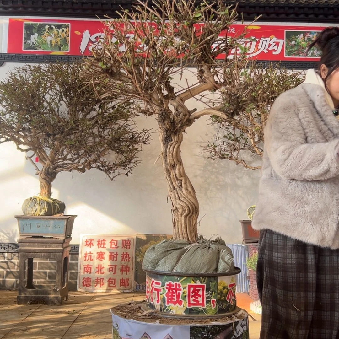 无花朵金银花88888