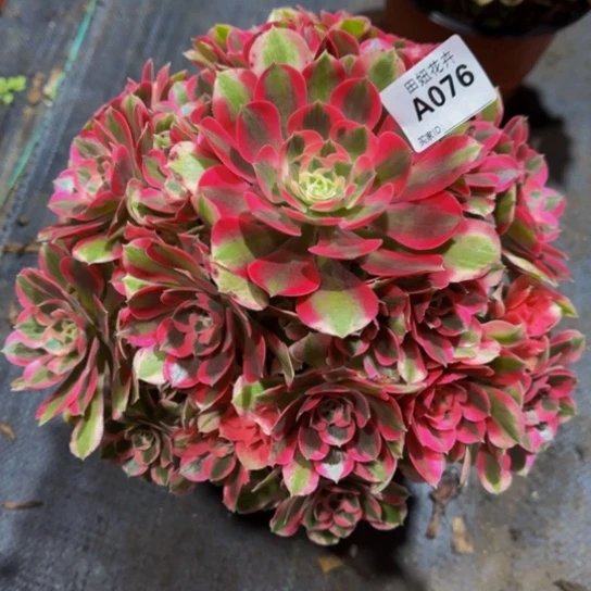 七彩石带盆土一起发07666666666