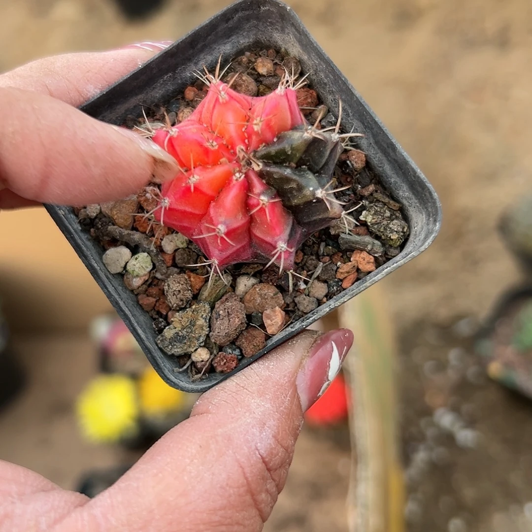 多肉植物多肉植物