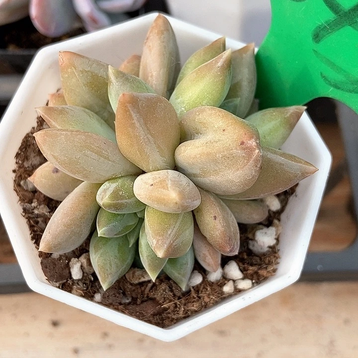 多肉植物重楼843