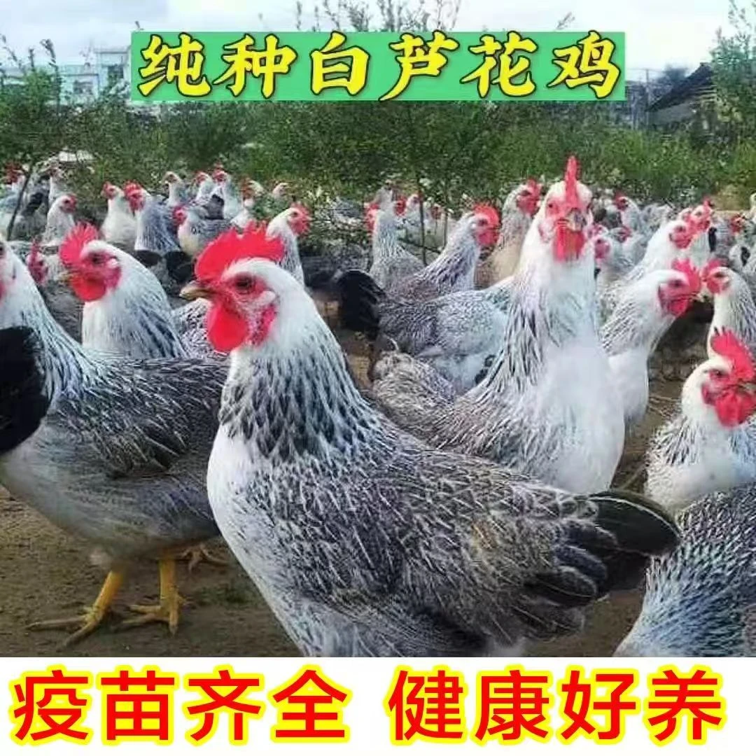 六只一斤纯种白芦花完全脱温疫苗齐全