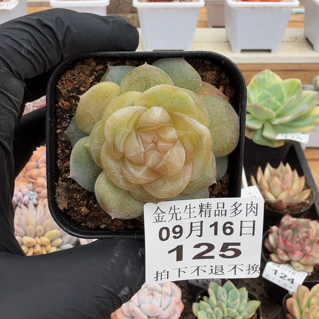 0916-125溏心单头