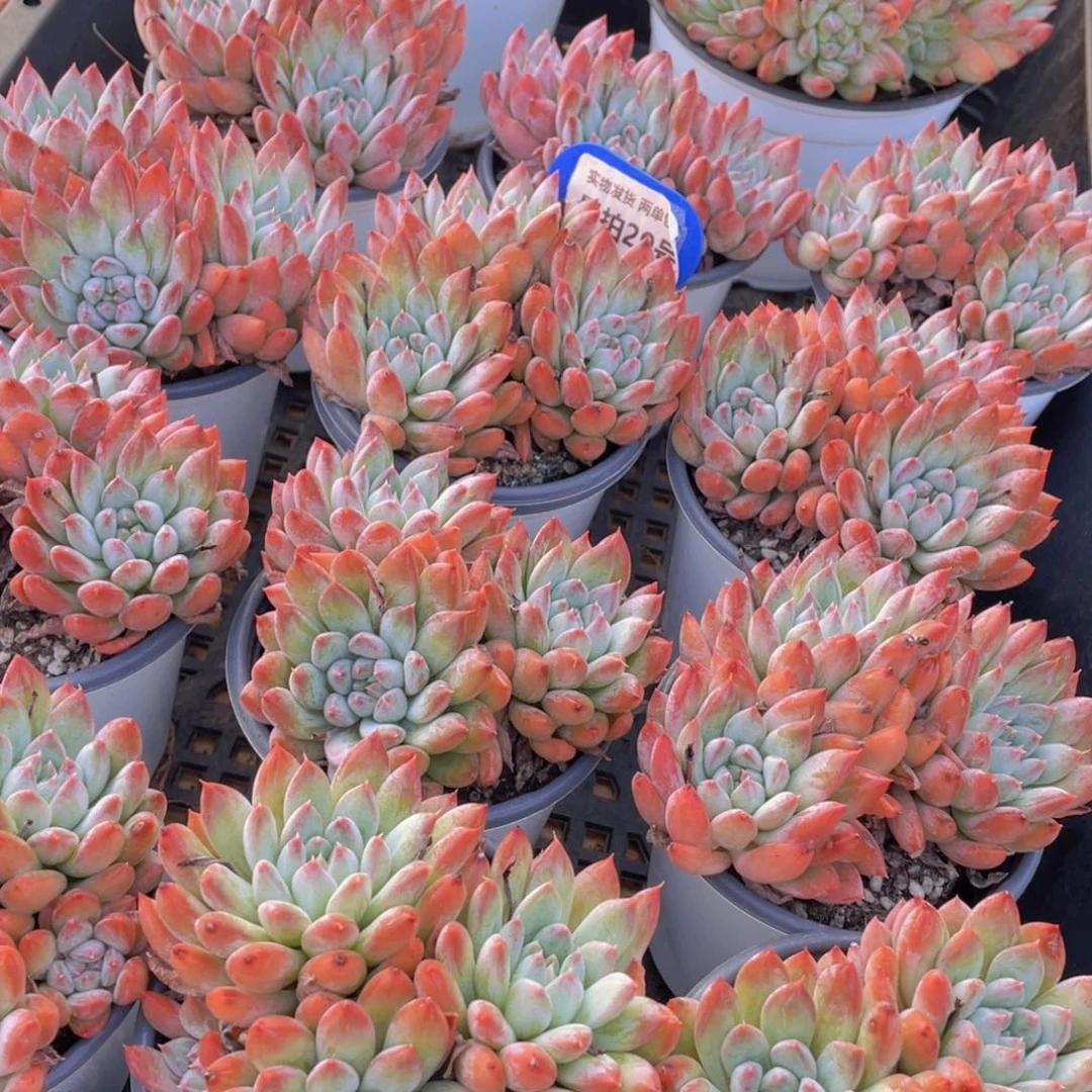 量拍29号 炫彩如雪美人大群生一个