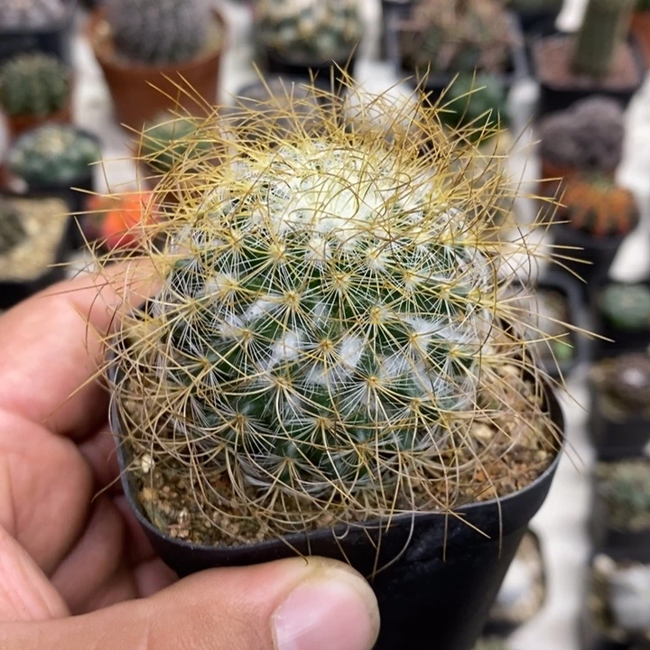 实生狂刺海泉特价