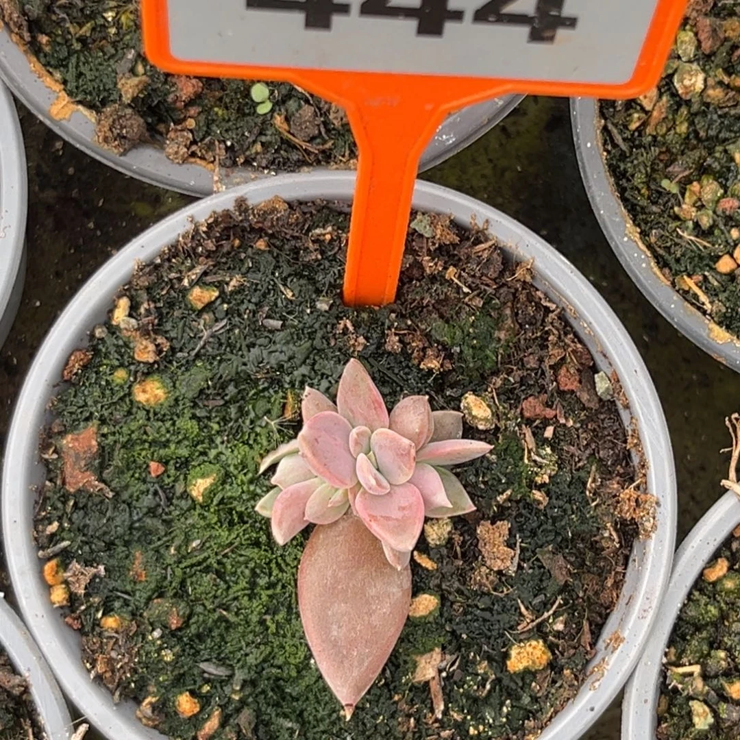多肉植物战神群444
