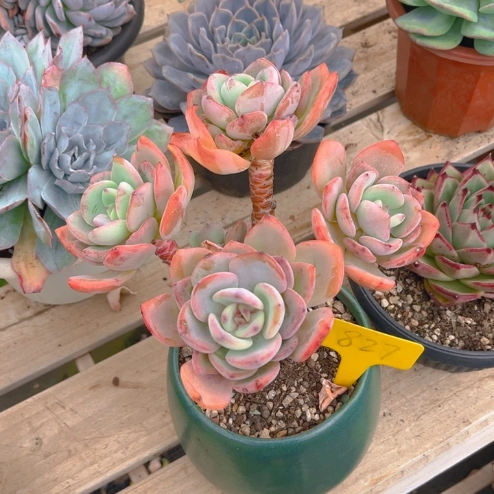 白月光多肉植物8 2 7