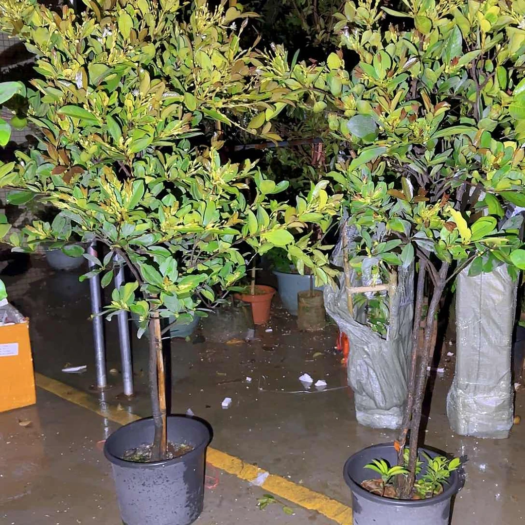 塬**慎果树1111111111111111