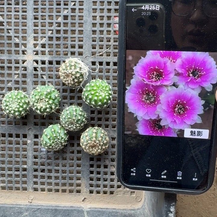 264丽花魅影歪2到3公分左右无根侧牙很小，20包邮