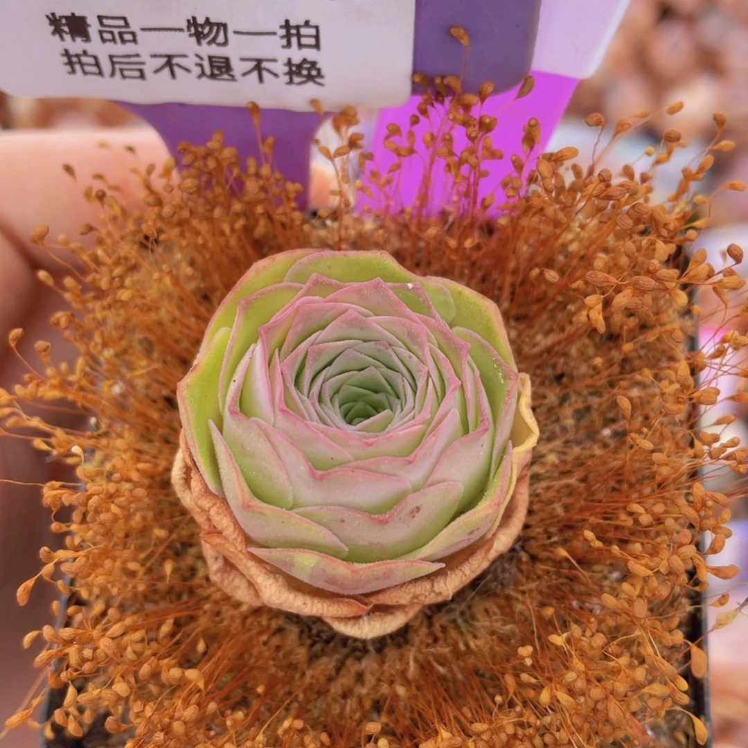 山地玫瑰梦屿J291