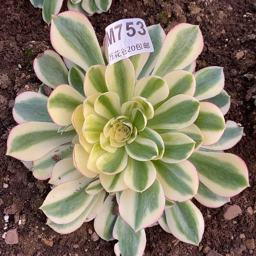 753海王多肉植物