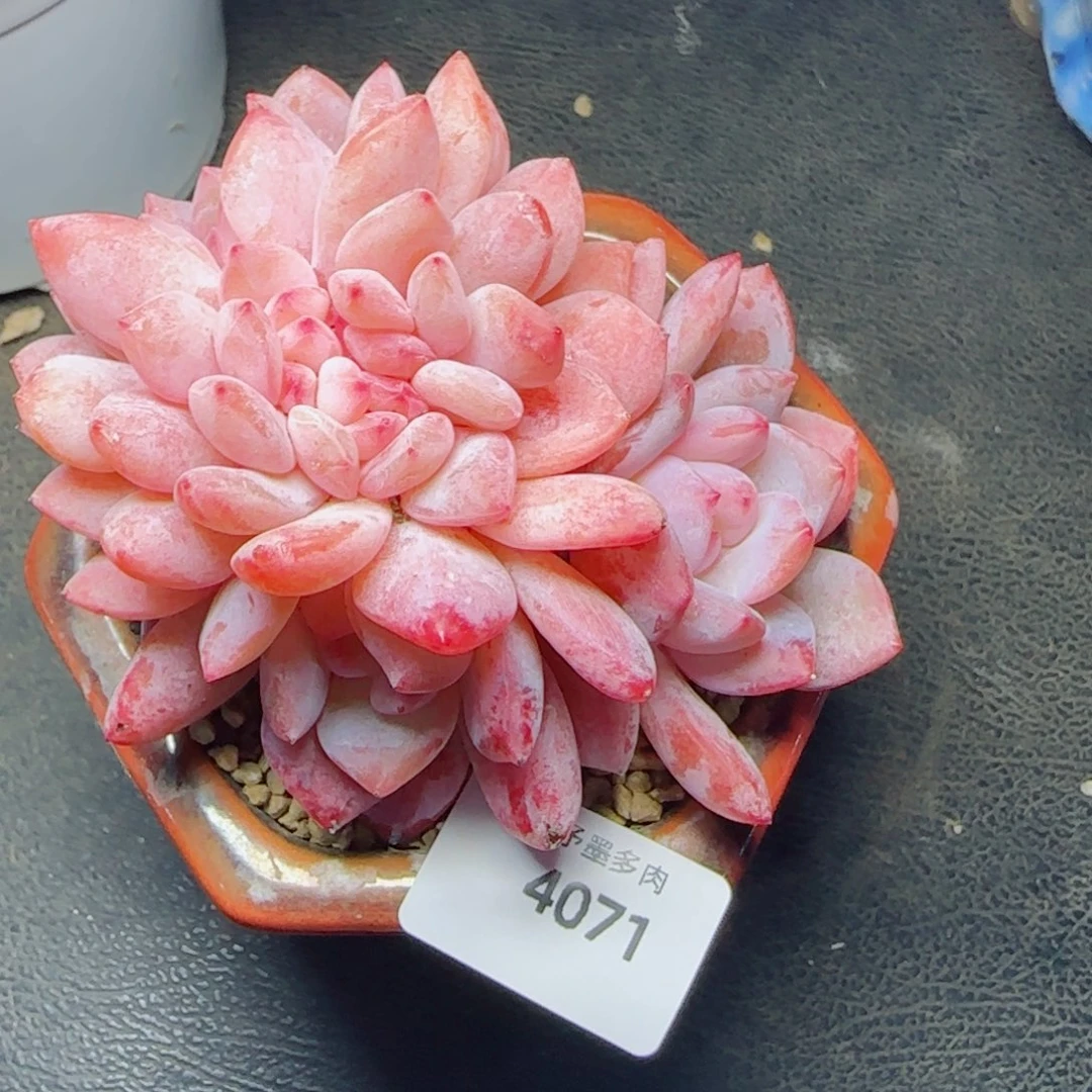 雪之魄，4071多肉植物