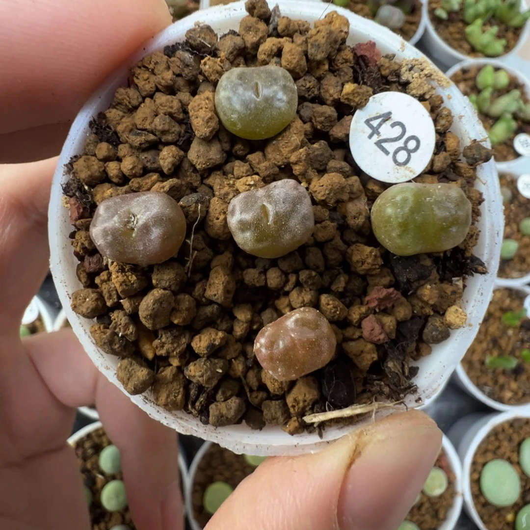 白花杨基一颗脱土4280000
