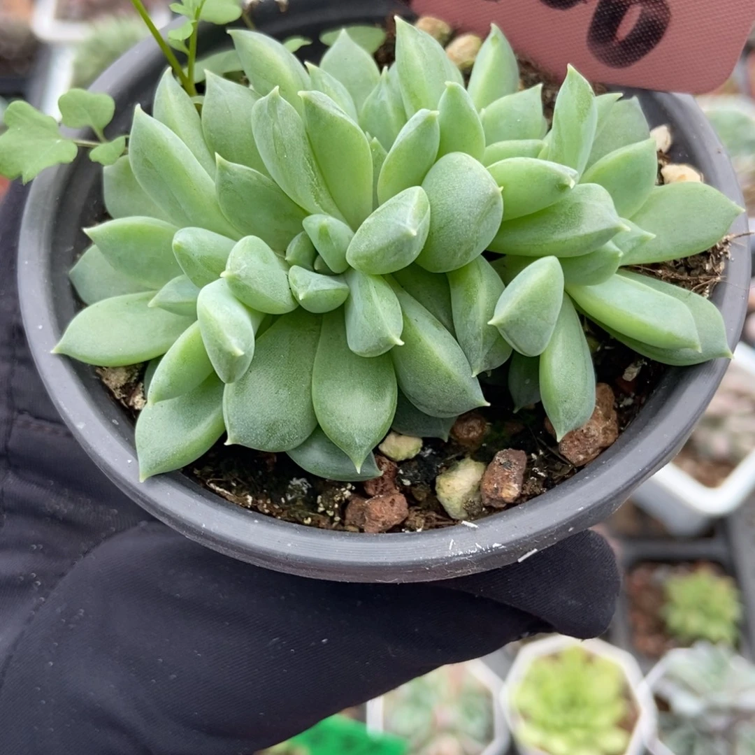 7006牵手杂多肉植物