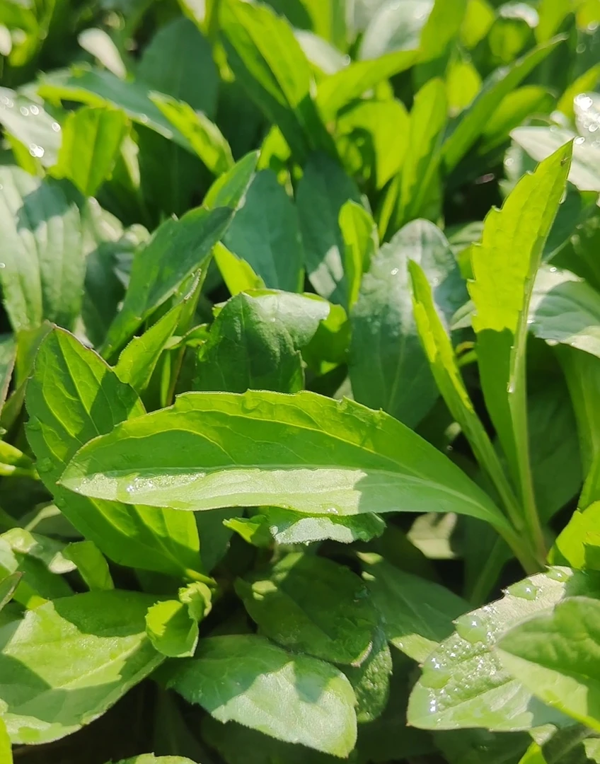 露天野生种植马兰头养生蔬菜药食同源凉拌清炒拌香干春菜