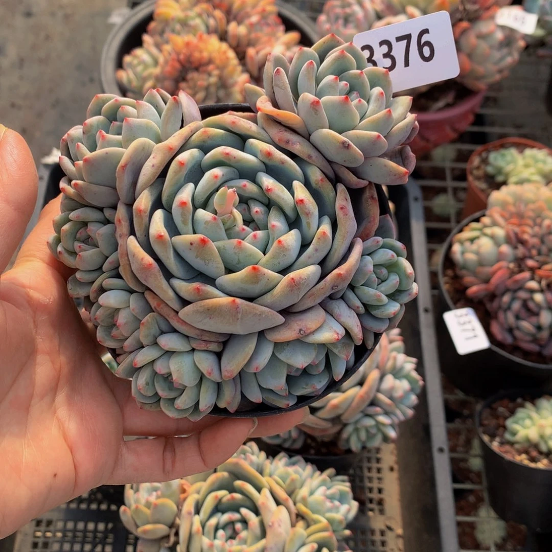 花****43376多头这么美你要努力赚钱