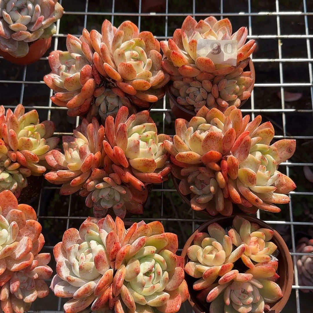 590三头群六颗包邮