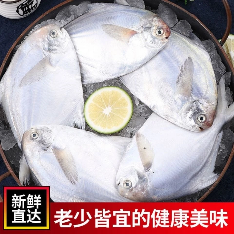 净重6斤 新鲜海捕银鲳鱼速冻发货刺少肉嫩