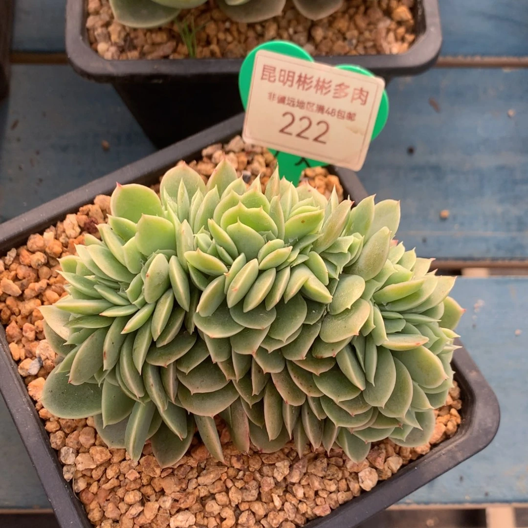 辛娜塔缀化一物一拍222