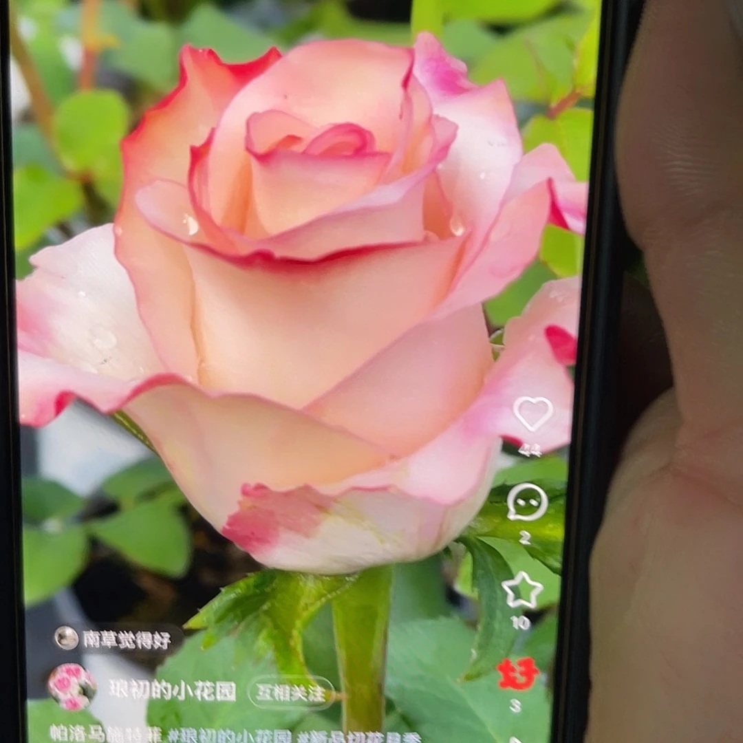 无花朵————帕洛马施肥特 跟接小 无售后