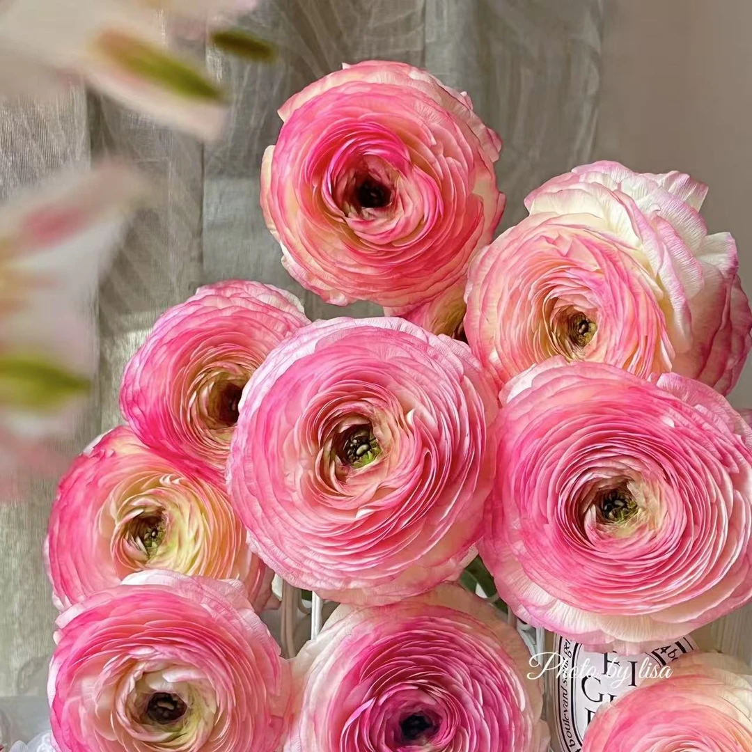 【思芹花卉|日系西柚洋牡丹】花瓣重重叠叠，顺丰空运包邮