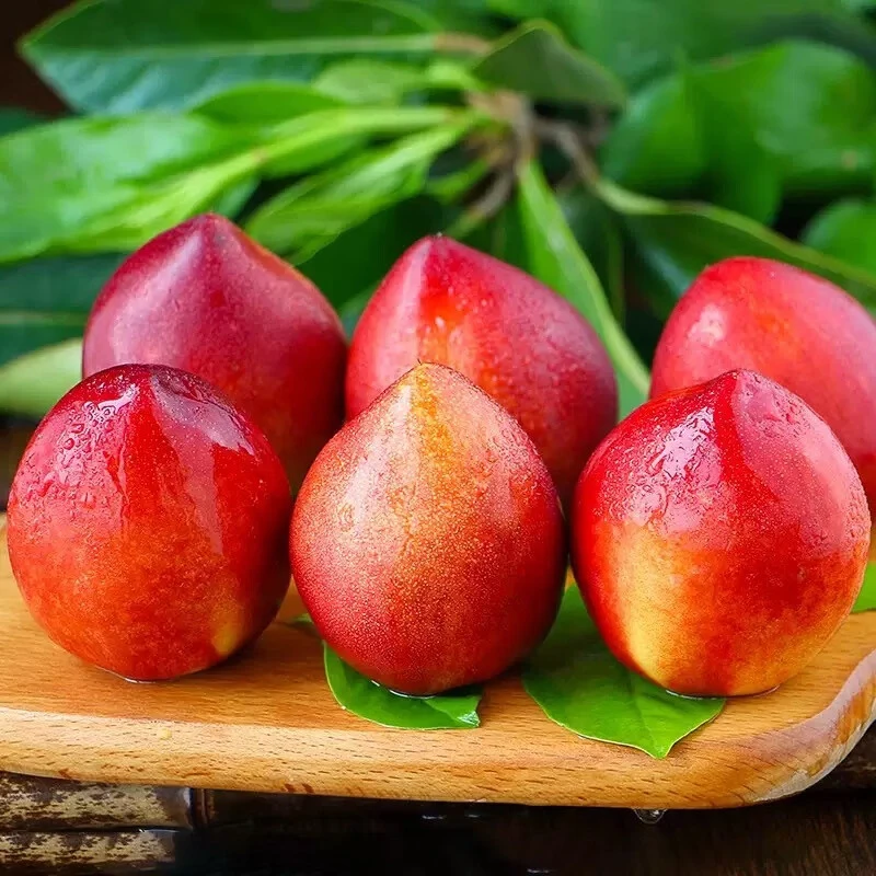 【顺丰包邮】头茬黄心油桃新鲜水果当季现摘正宗黄肉麻油桃脆甜多汁