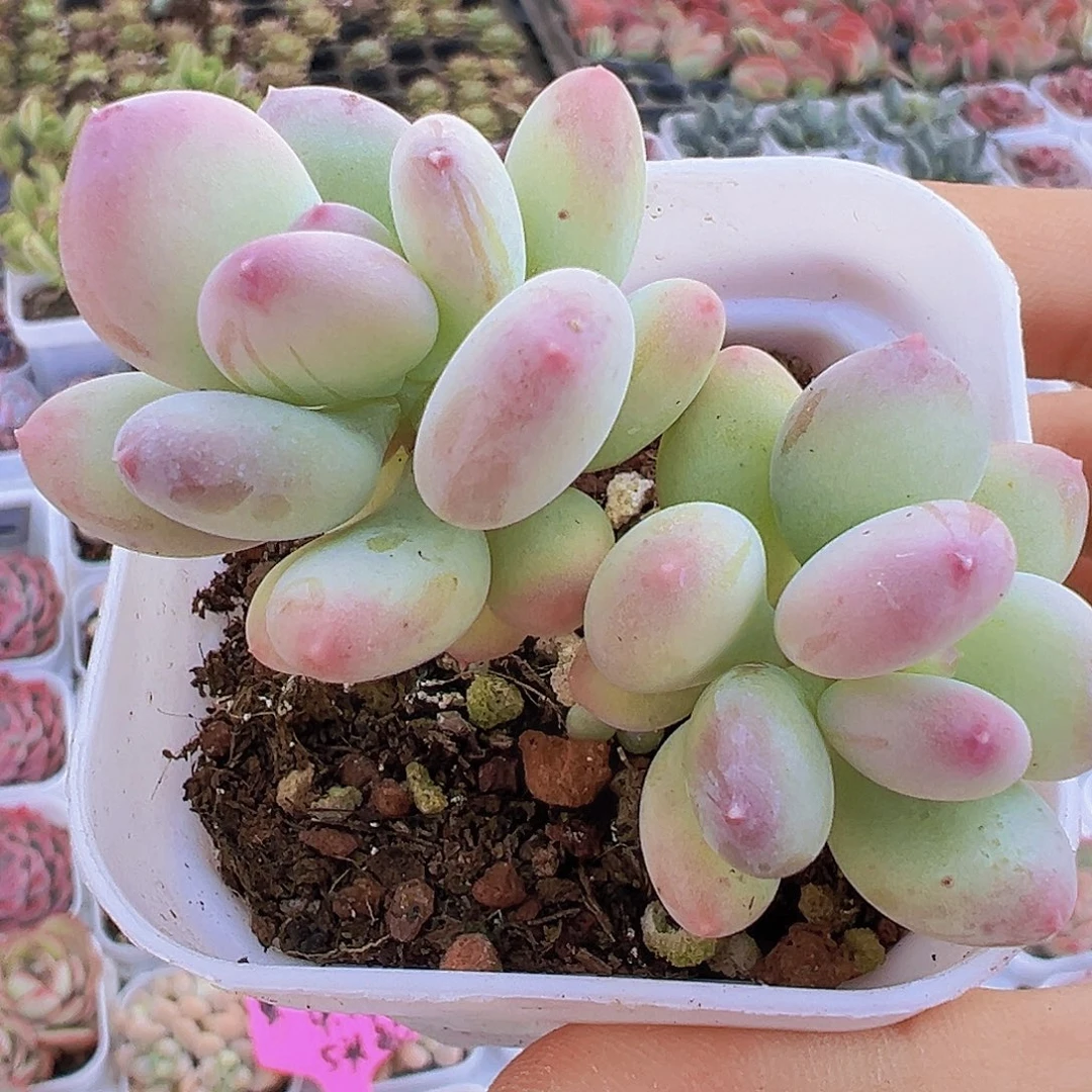 老桩苹果奶19包邮