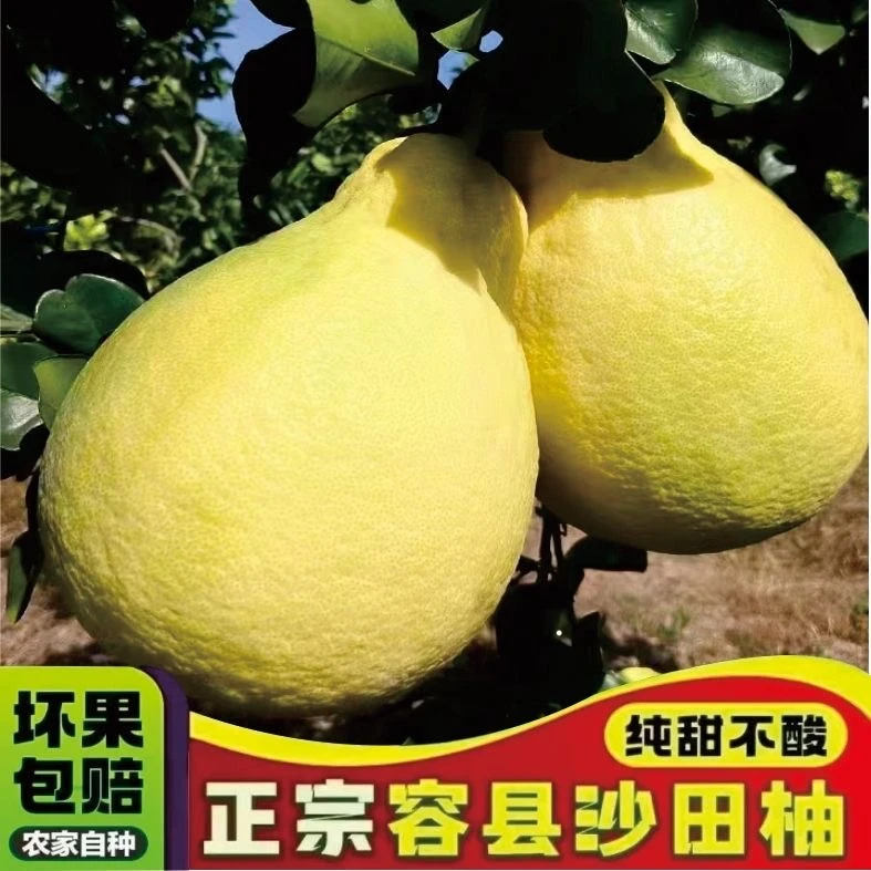 广西容县正宗沙田柚 皮薄老树果现摘新鲜发货 当季水果