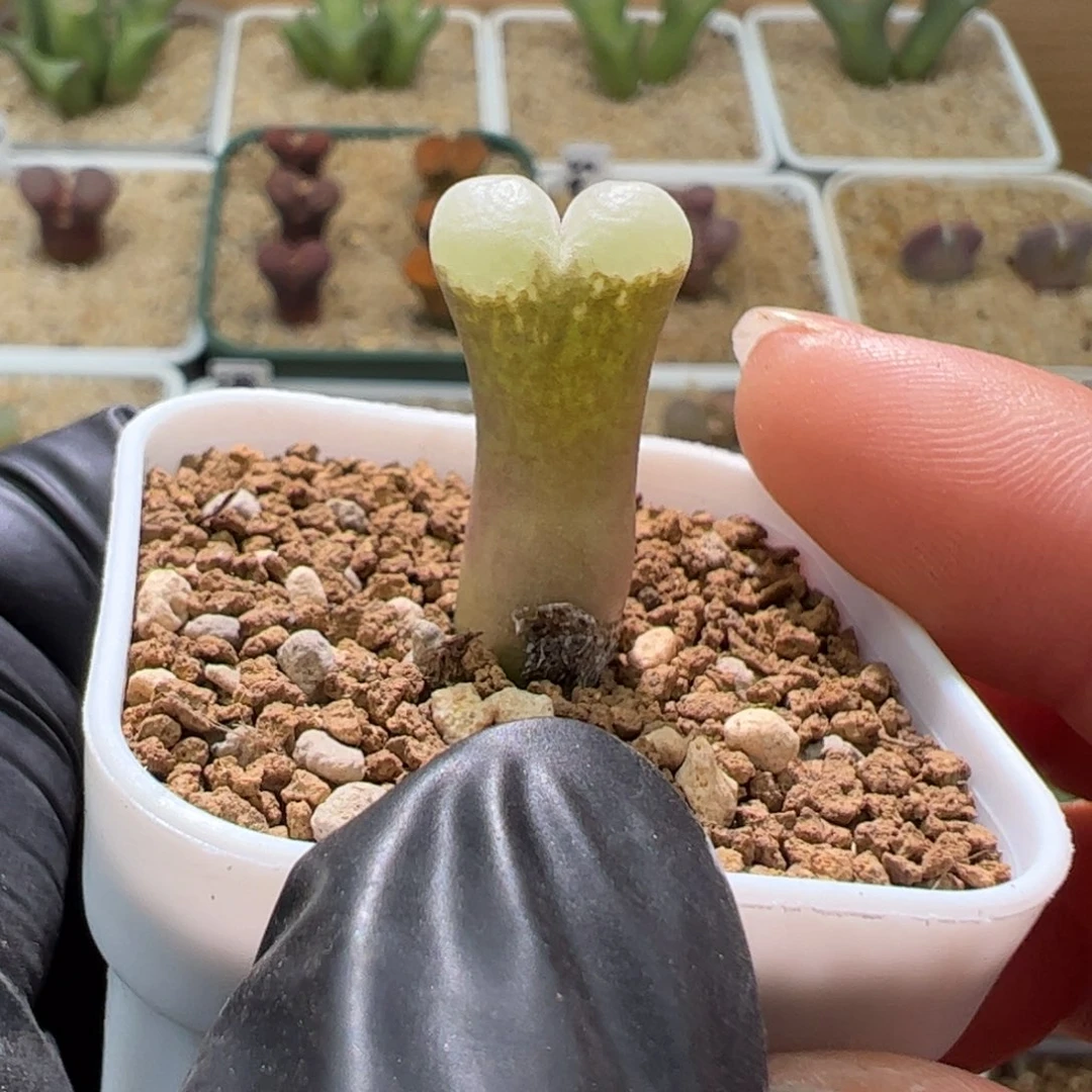 蓝****蓝长腿福利一颗精品867。