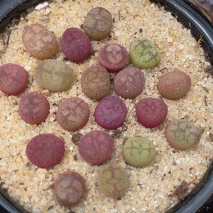 小毛杂一颗