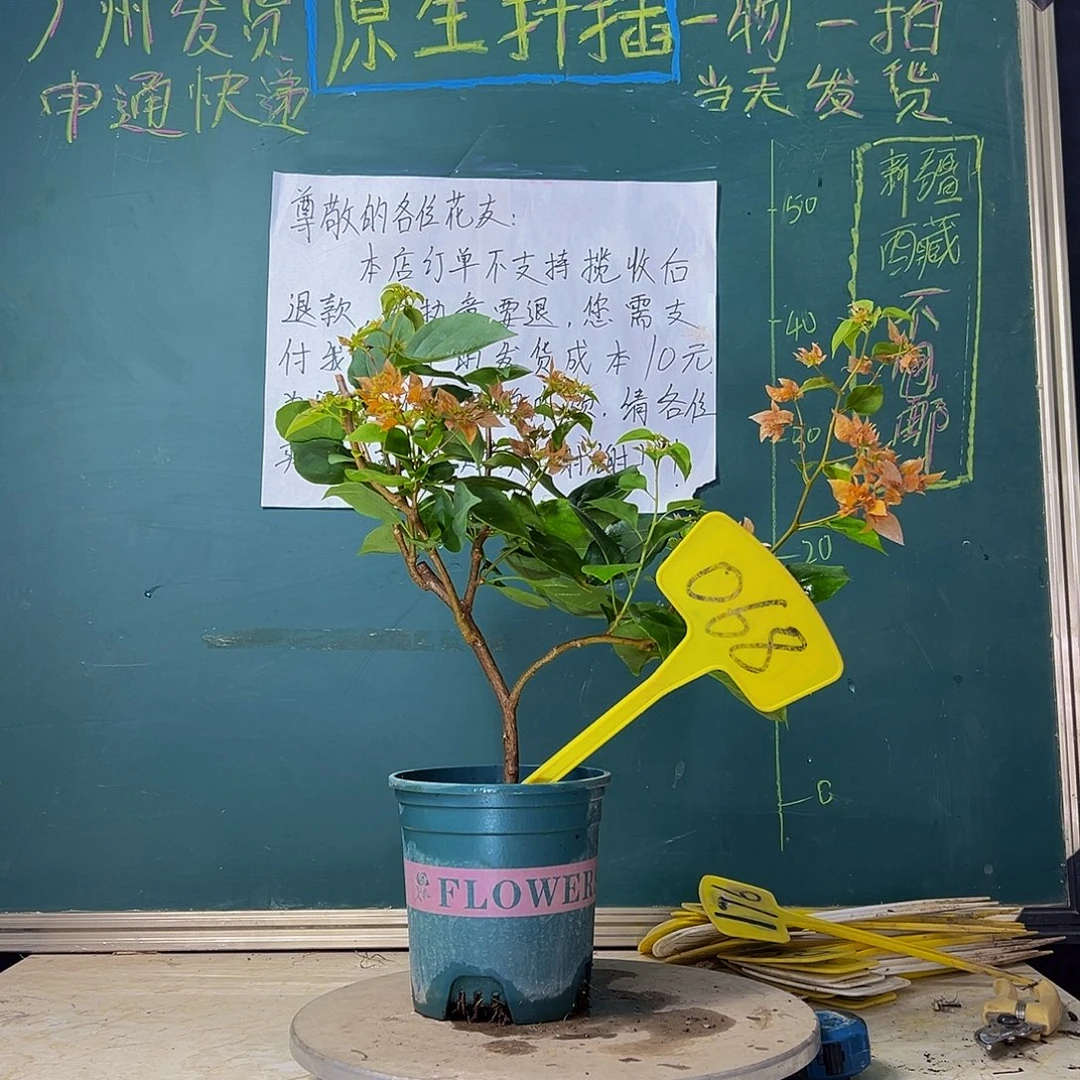 当前无花栽培后可以开花  重瓣橙  068