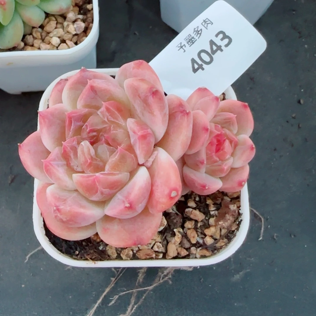钻石纹冰魄，4043多肉植物