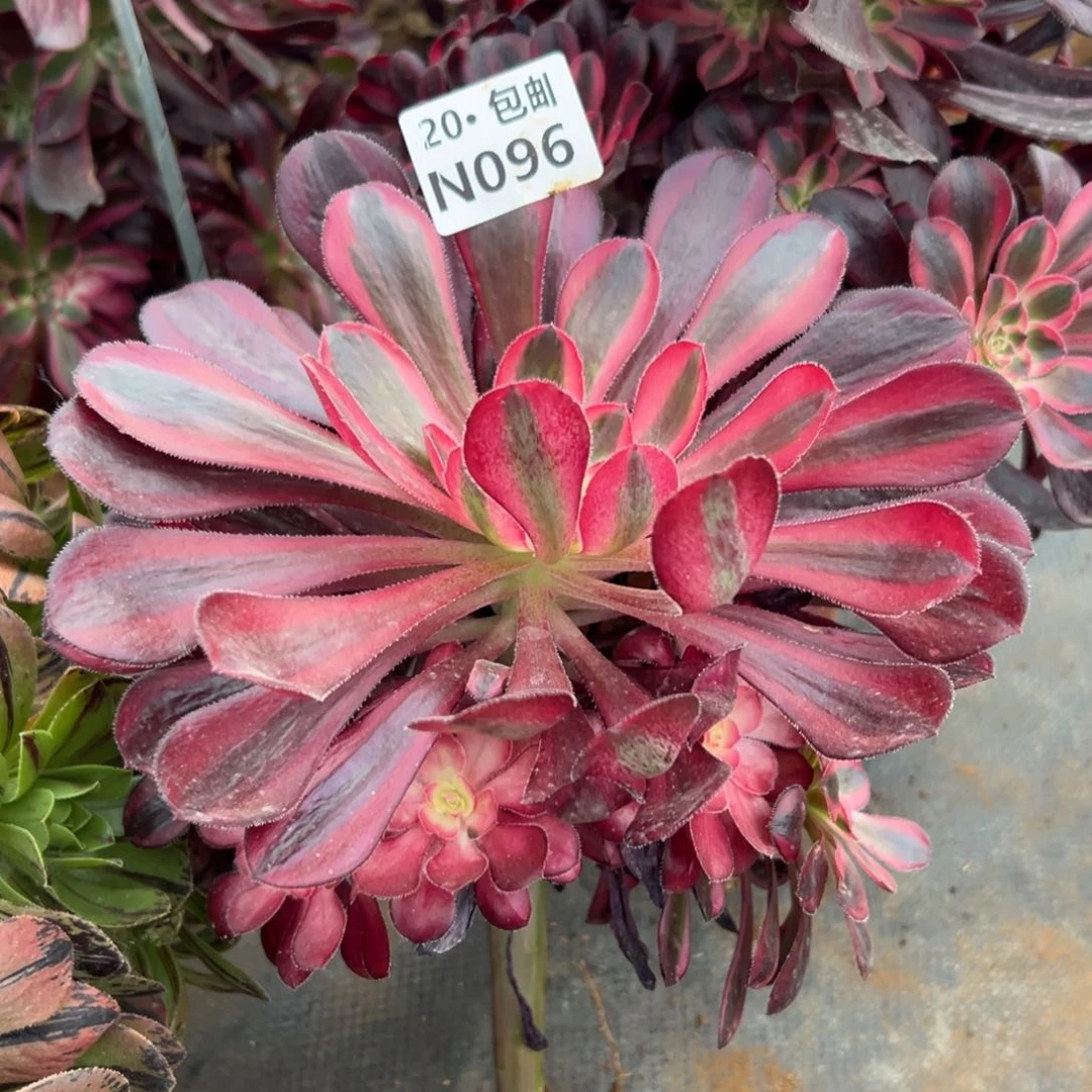 096香奶奶，满20包邮