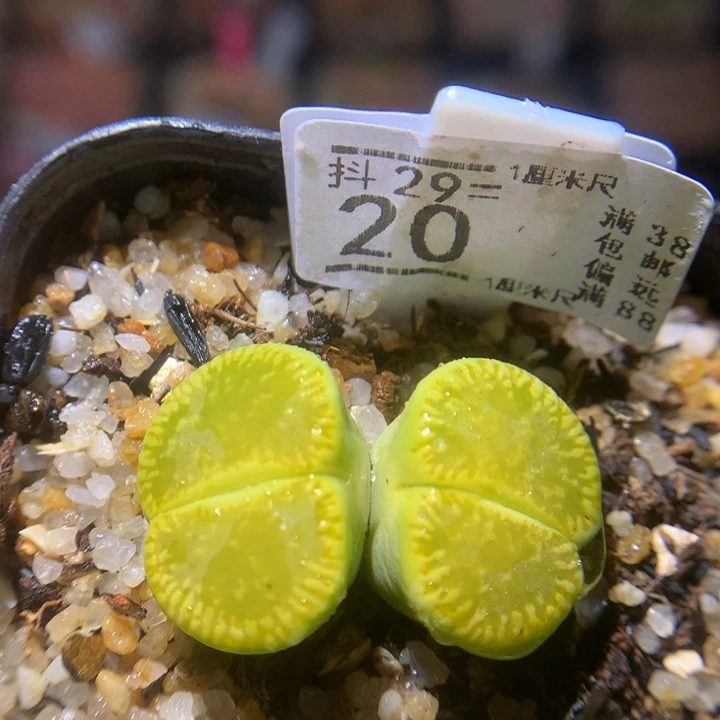 精品生石花211.20