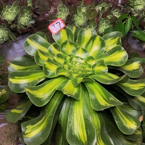 暴君法师法师37号链接