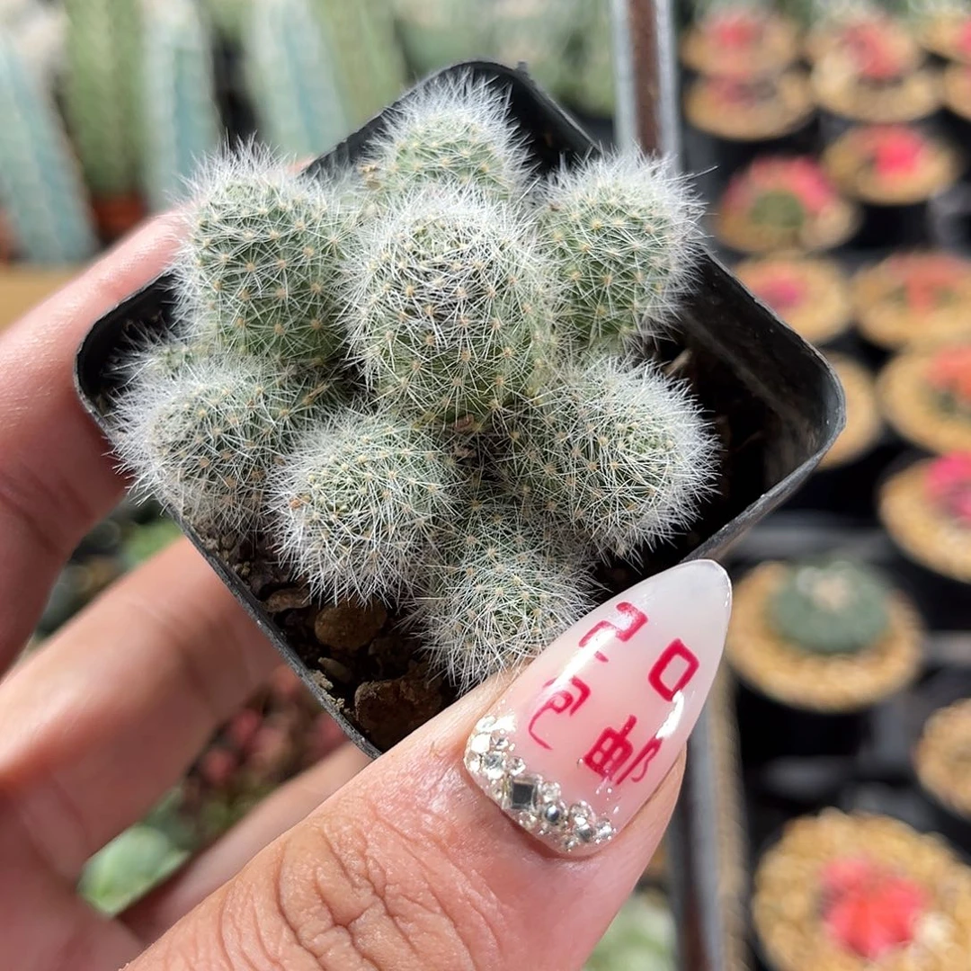 羽毛丸群生单头发货