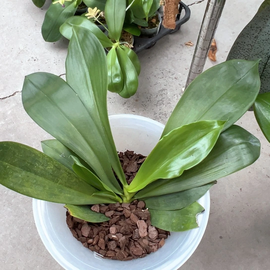 *****当前无花栽培后可以开花柯宁和小茴紫