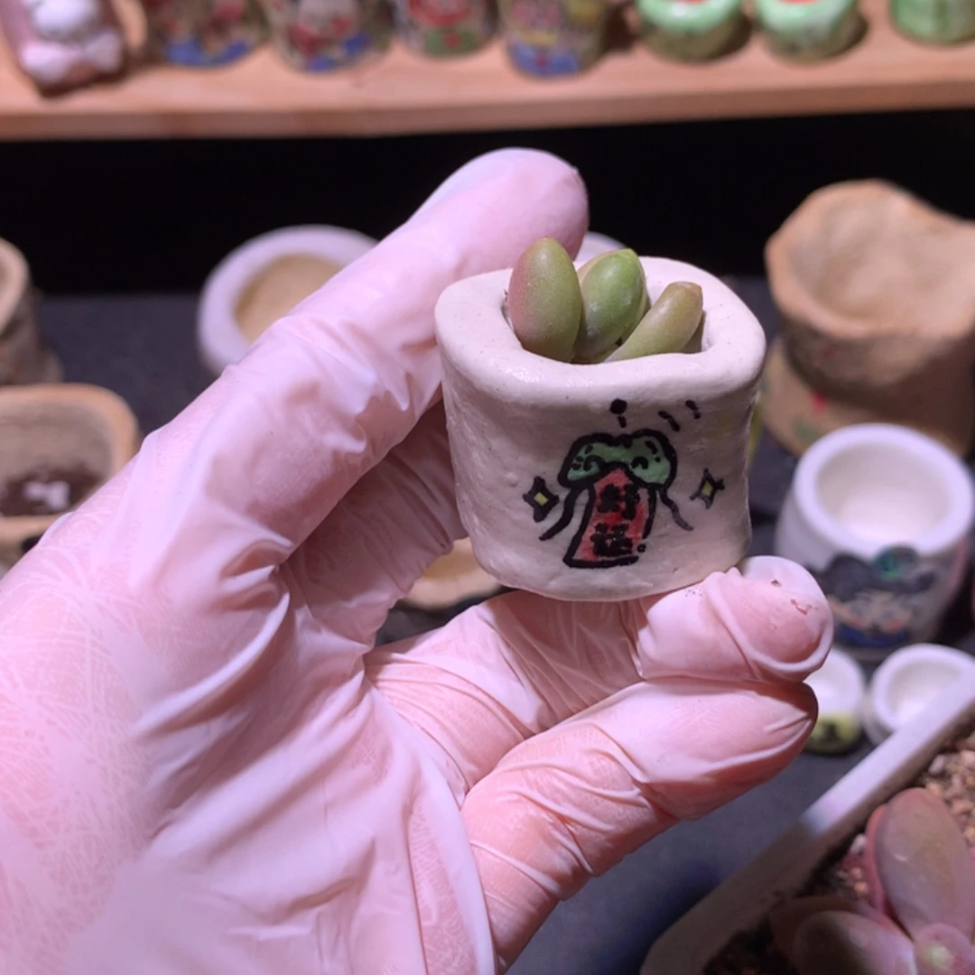 连盆带肉，花盆是瑕疵