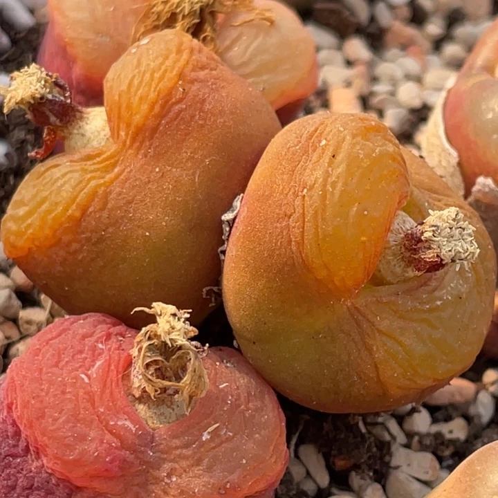 700089000008008888888