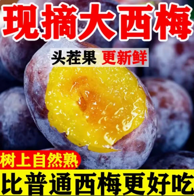【放软再吃】高山新鲜现摘现发应季大西梅坏果包赔