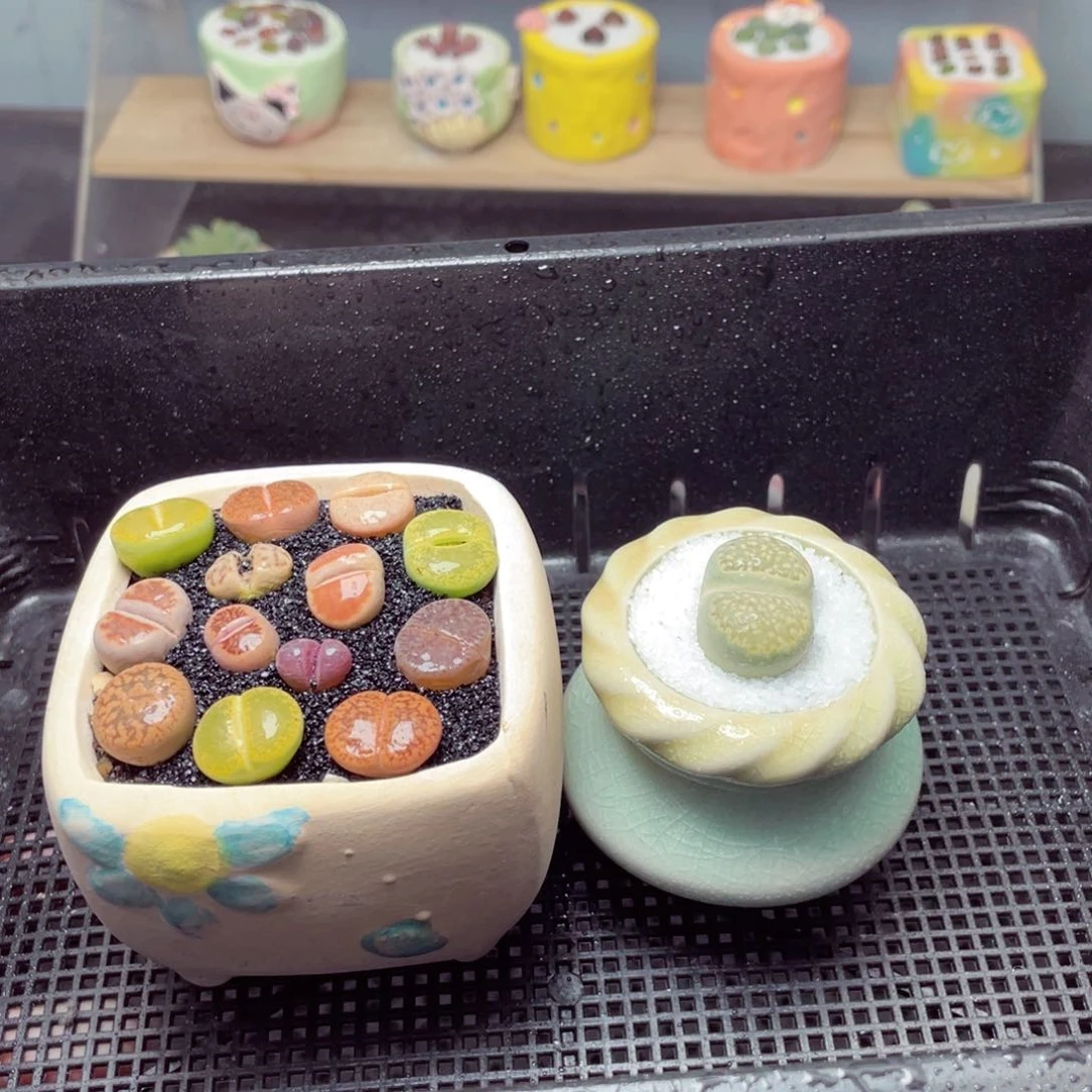 w8911 带盆土发货-零下地区拍保温箱