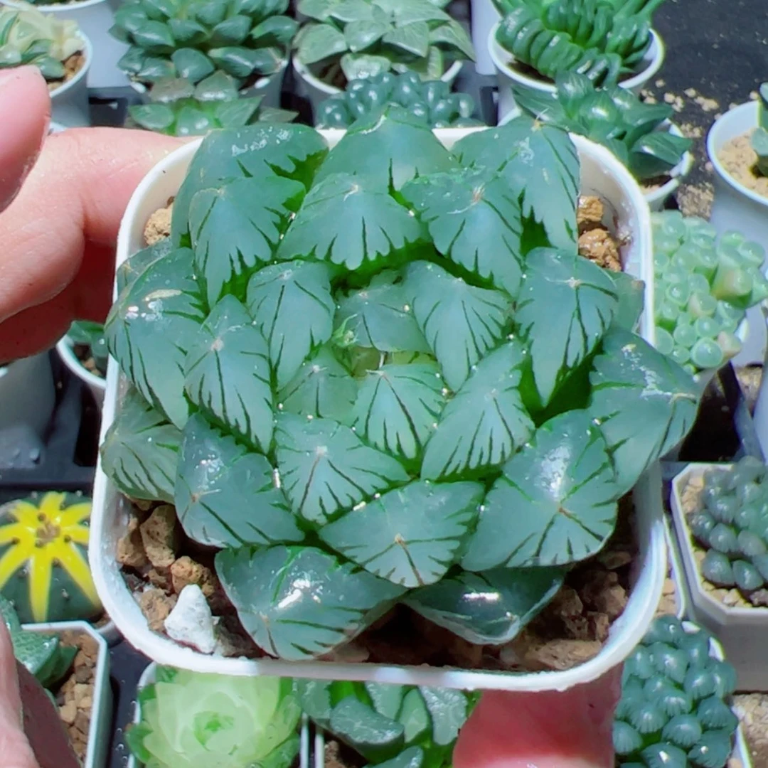 【闪购商品】水晶玉露