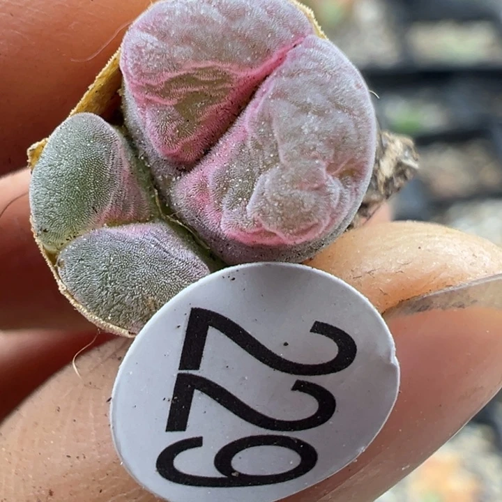 229号111件包1111111