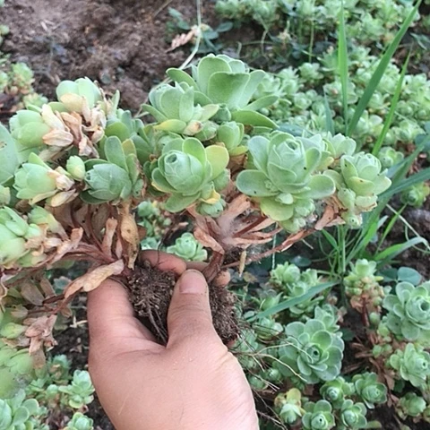 用****6山地玫瑰二棵多肉6