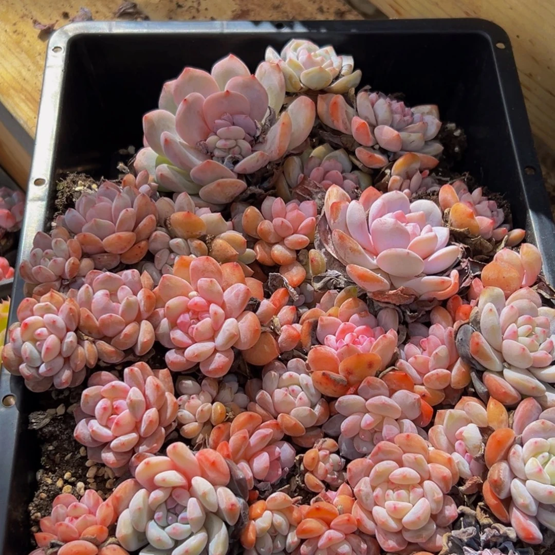 866发的地方从v啵啵啵啵啵