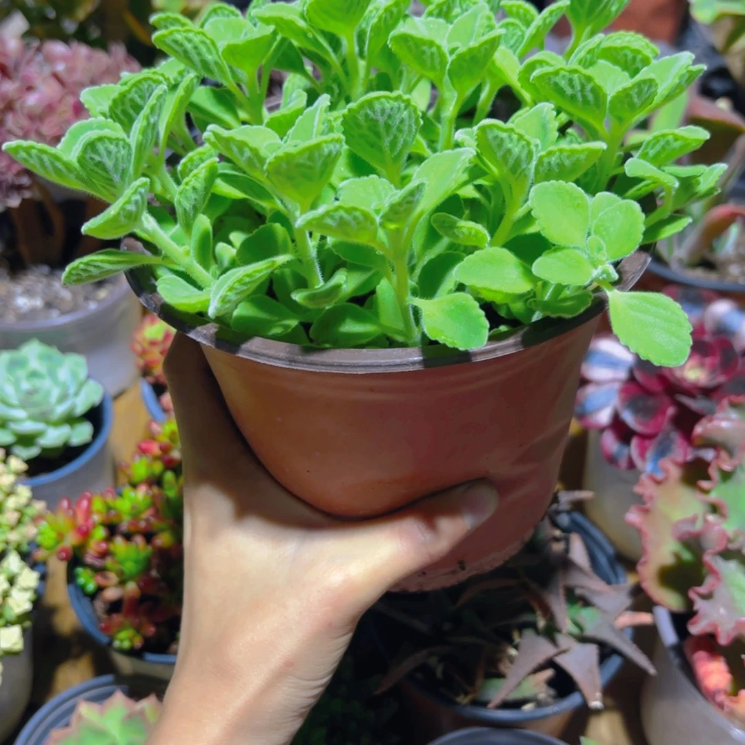 小****゛碰碰香新疆包邮！！！