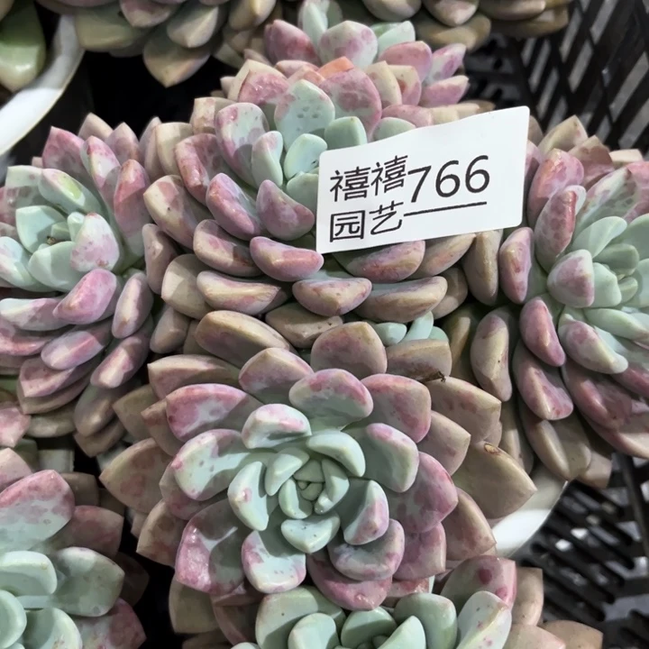 #***子766花瓣露多肉植物