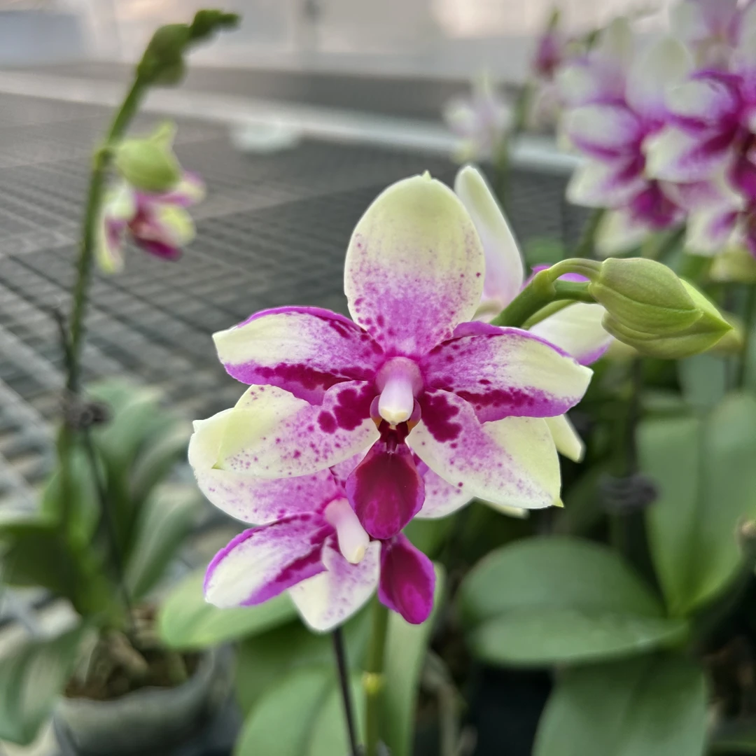 韩国水晶【紫钻】蝴蝶兰带花带花苞佛山基地批发次日达包邮
