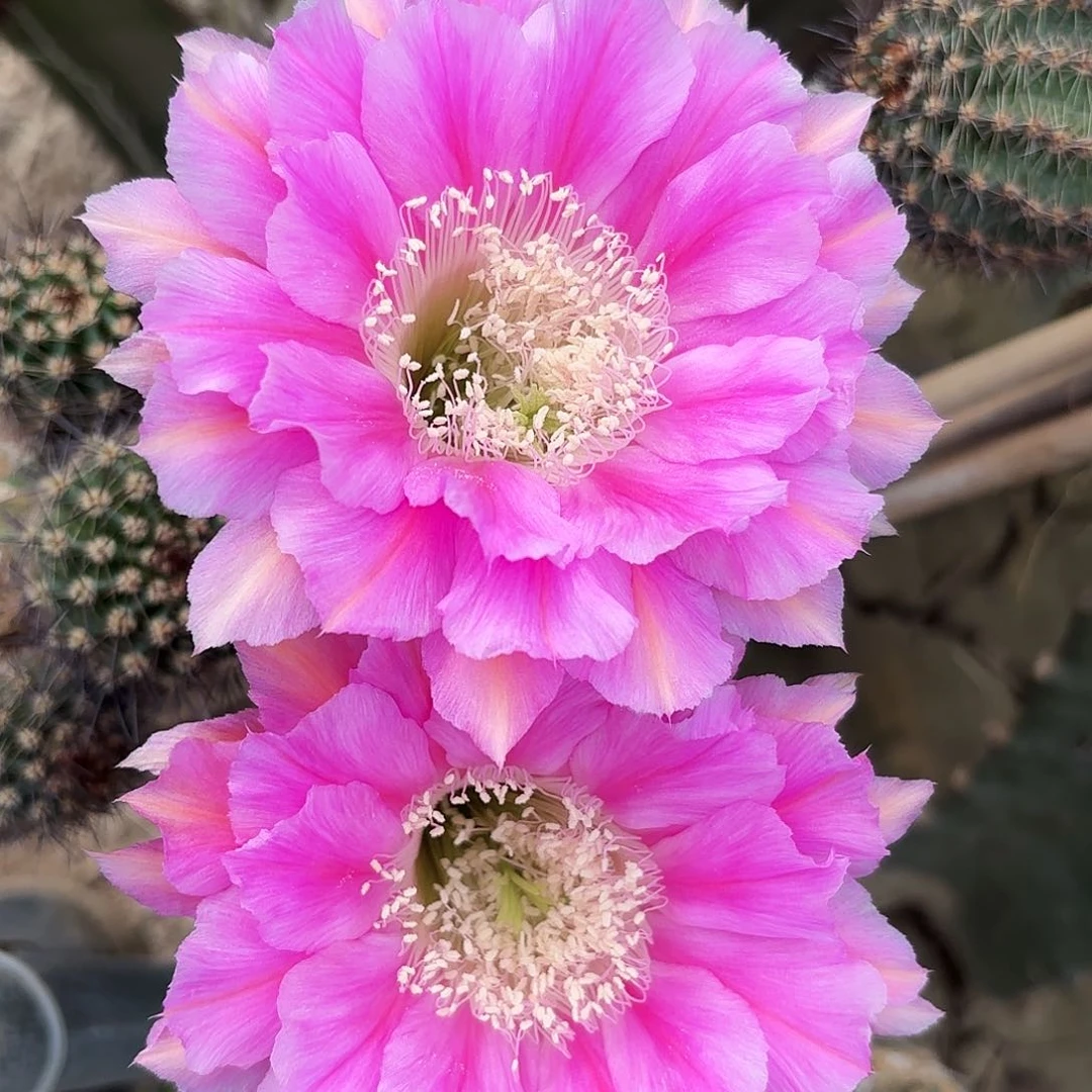 四公分左右彩马甲侧牙14