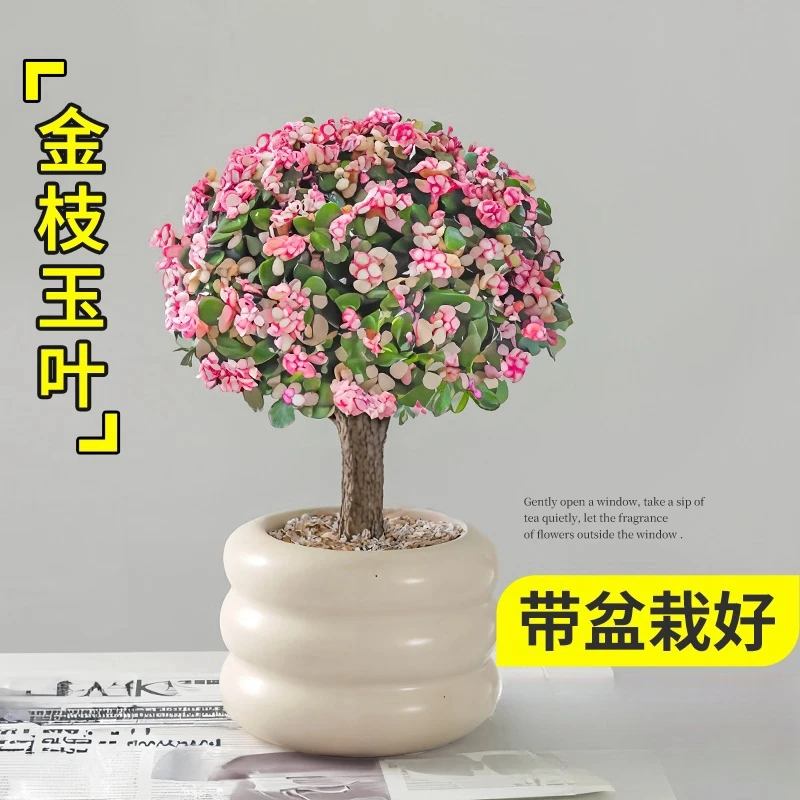 金枝玉叶老桩多肉植物棒棒糖招财精品盆景幼儿园内花卉室内绿植